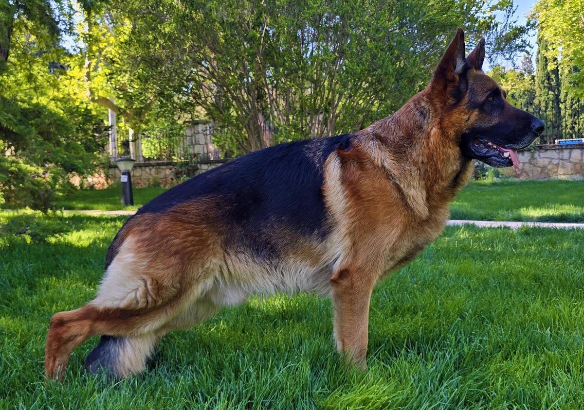 Tyson III de Jibor-Can