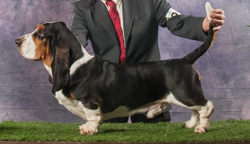 Rapscallion's Corporate Raider O'Chasan