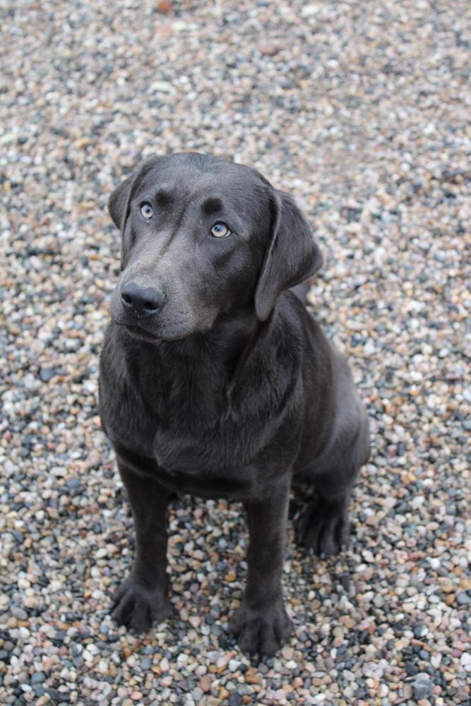 RCs Lille Charcoal Bone Runner
