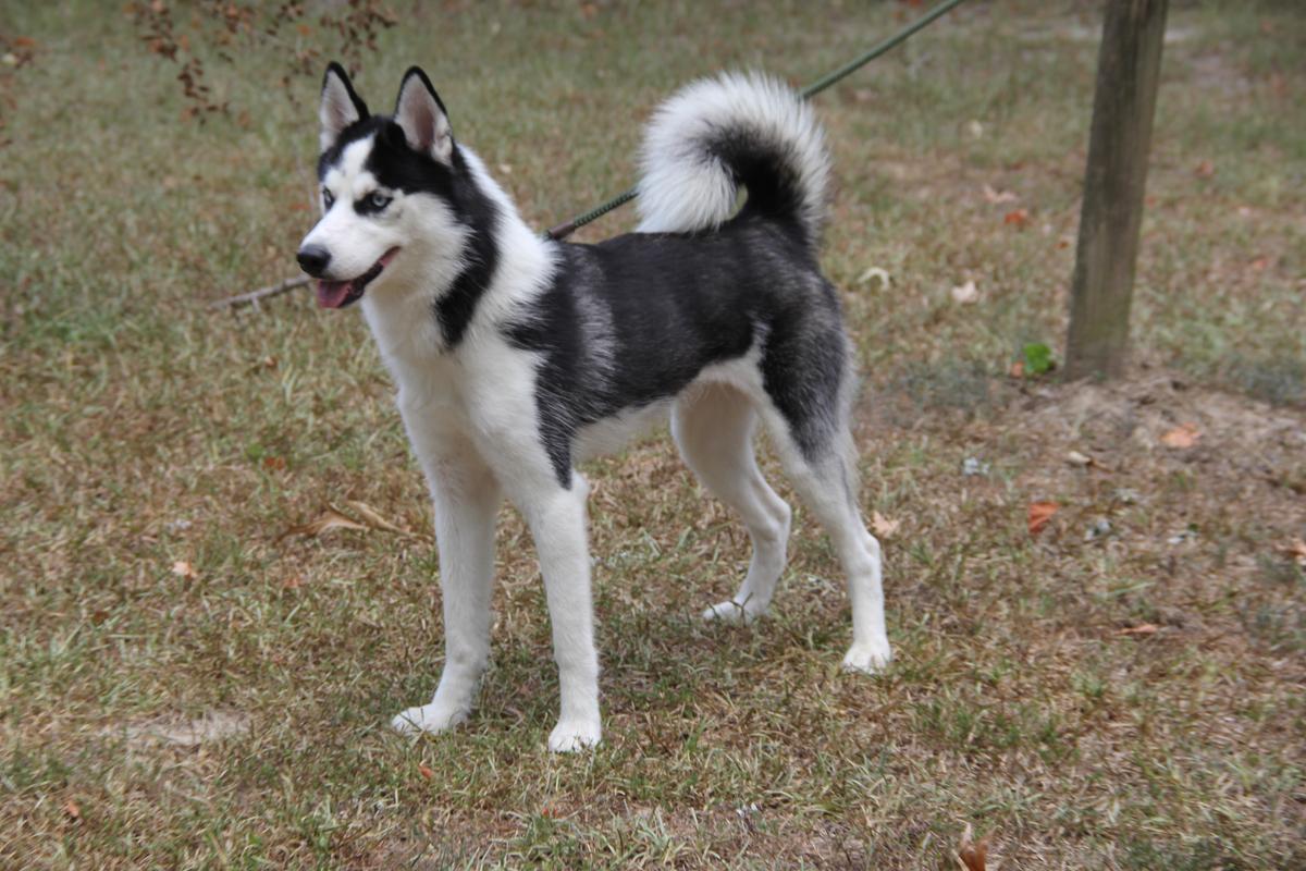 Watz's Siberian Husky