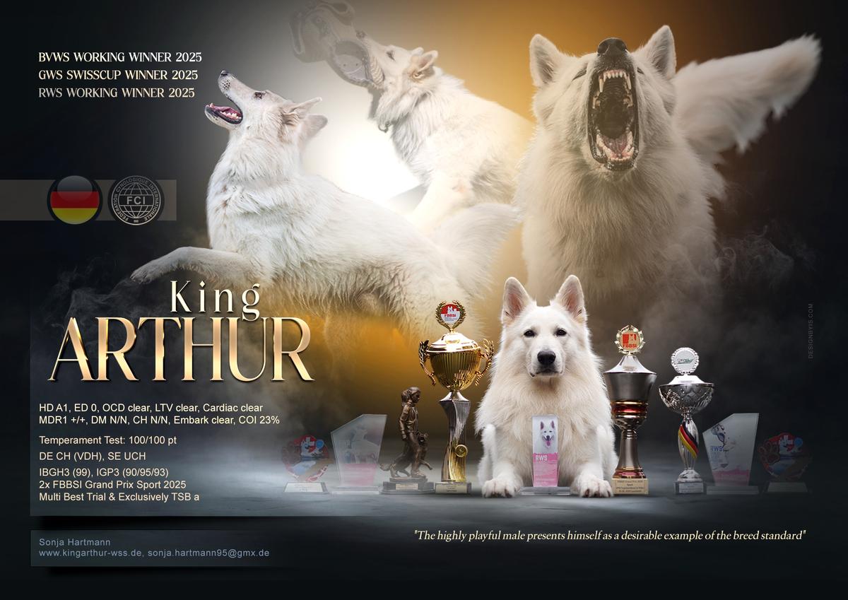 King Arthur (VDH/BVWS 2021R02720)