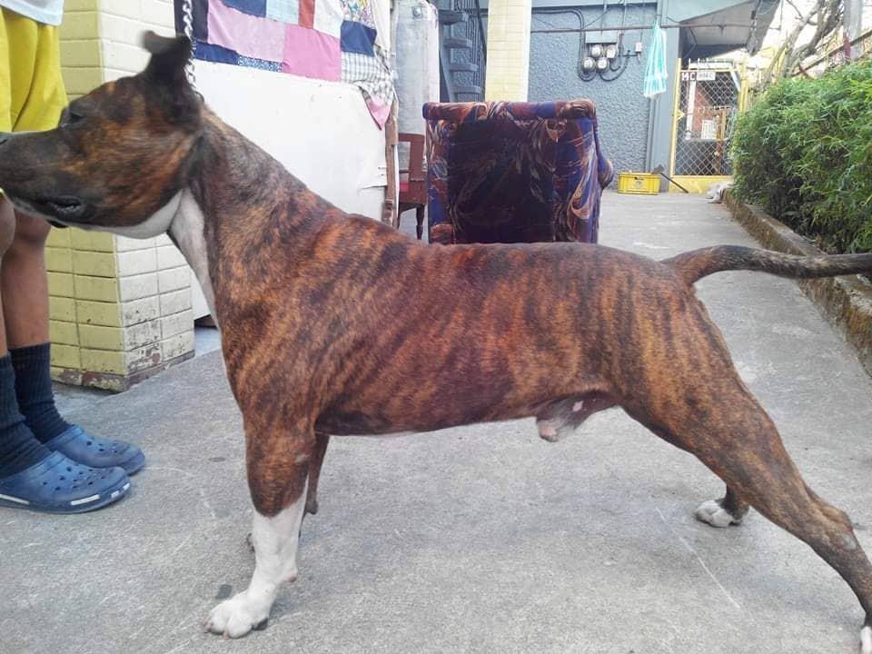 2600 BULLYCAMP HATCHI OF R & N BULLIES