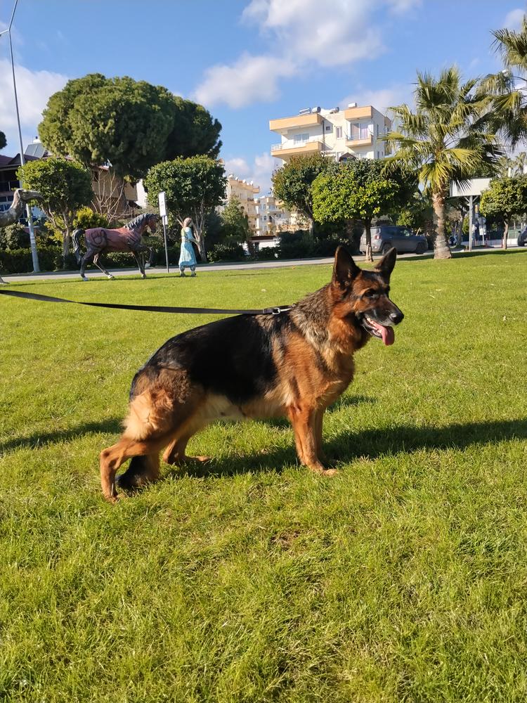 Electra von team Gsdworld