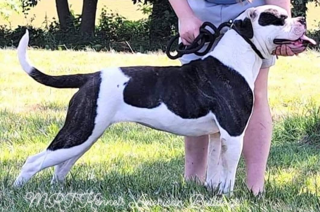 MRT'S Valkyrie of Johnson Kennels