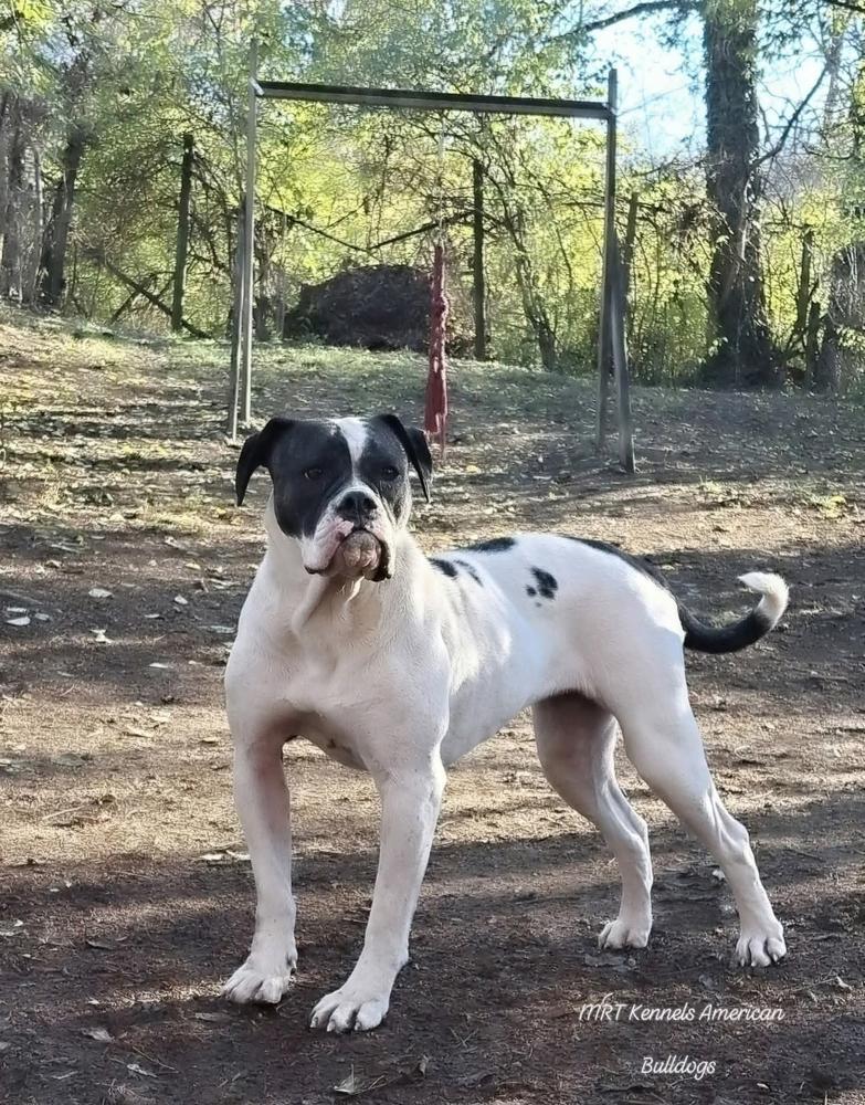 MRT'S Amora OF JOHNSON KENNELS