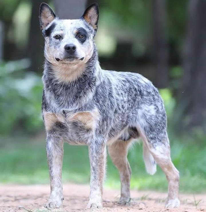 Quality Heeler Snow Diamond