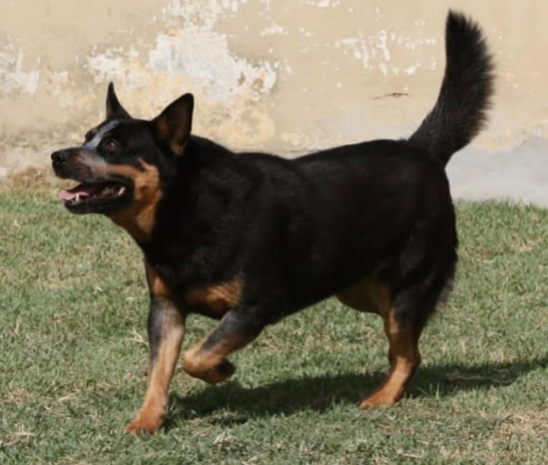 Dodie Haras La Pampa