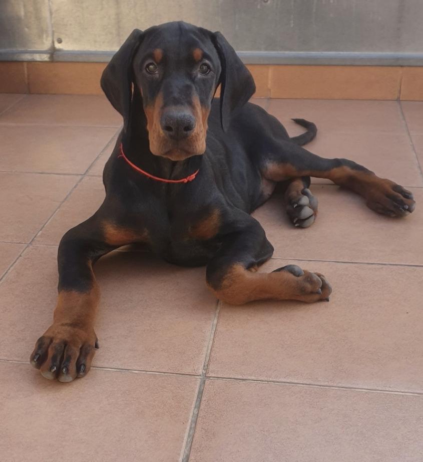 Predatore Athos