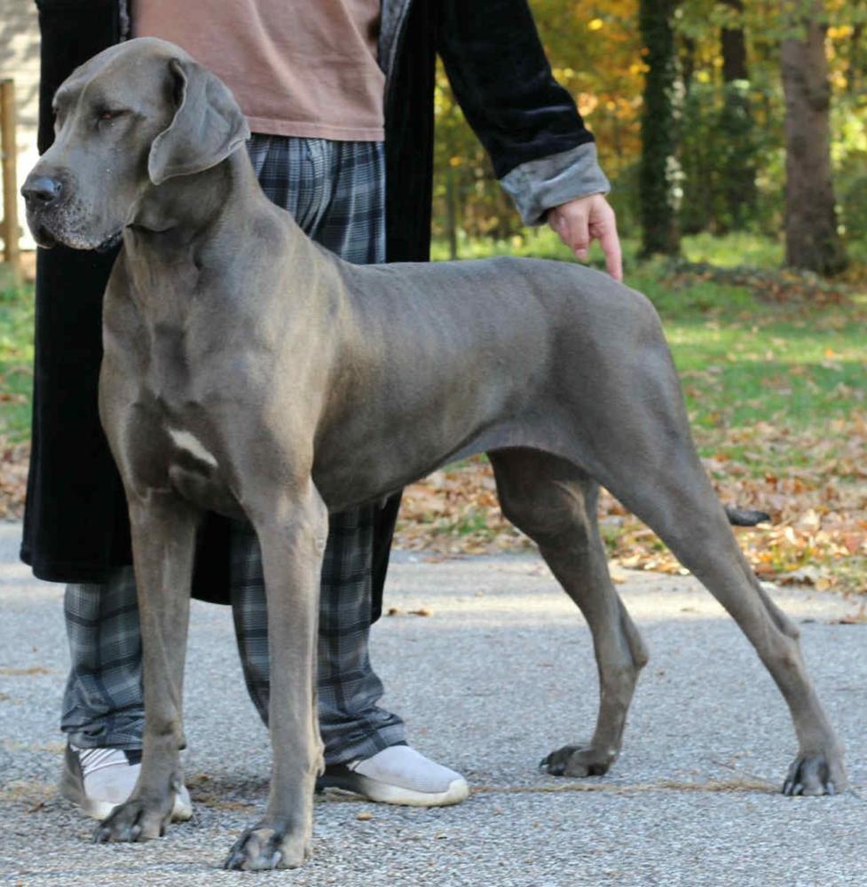 Rough Diamond's Princess Anastasia of DDR