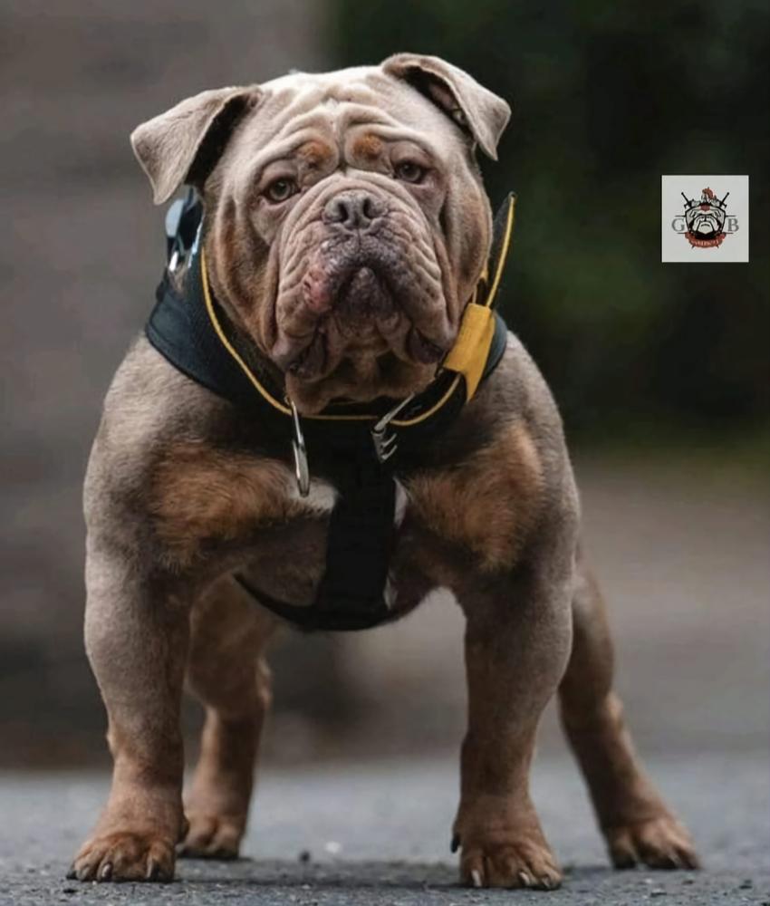 G-Line Bullyz Ra