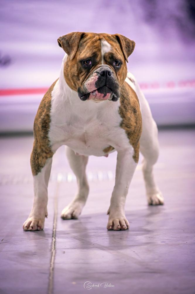 Salvus Bulls G.I. Jane of D.T.