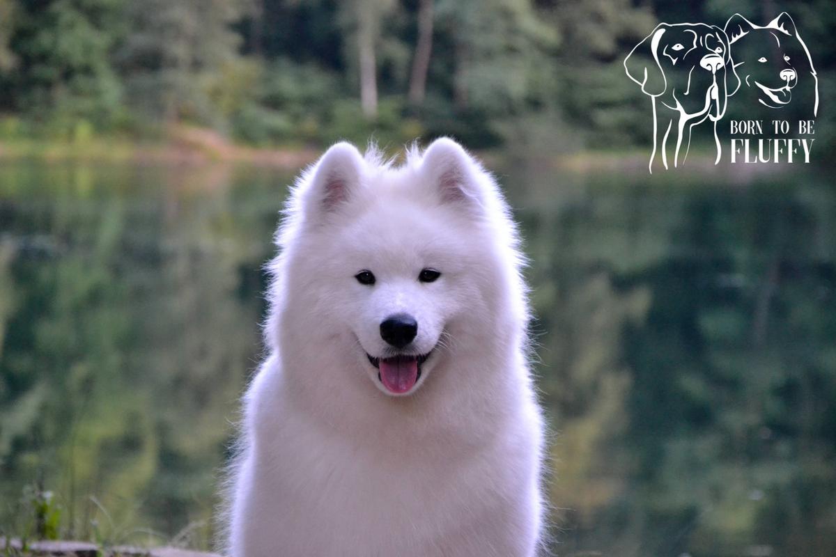 ASLAN OF WINNIE THE POOH Born To Be Fluffy