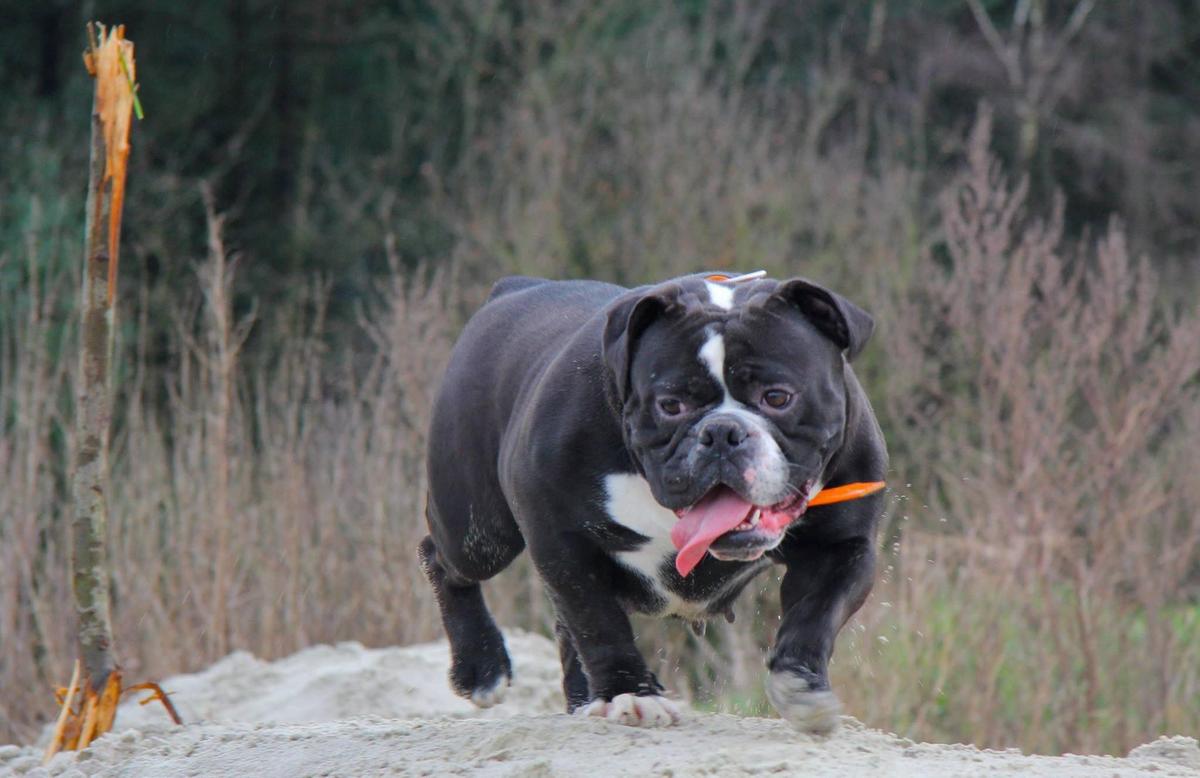 DaimondBulls Daisy