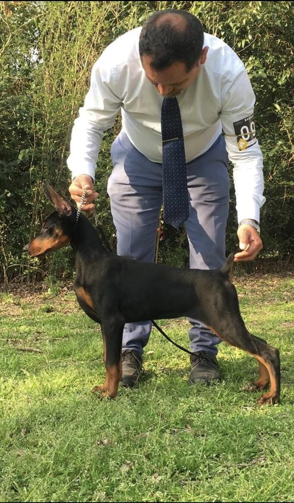 Luzbel de black shadow