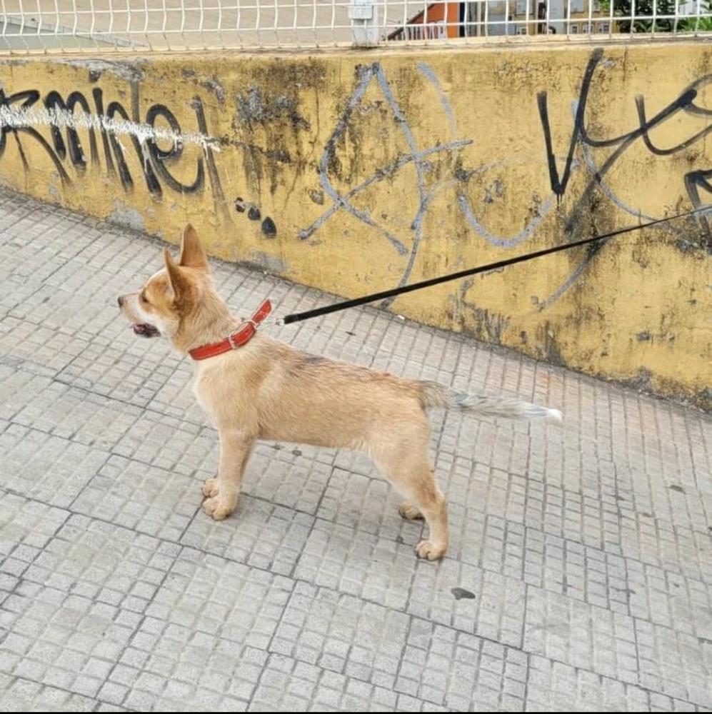 RED CHARIZARD RANCHO HEELER'S SELIVON