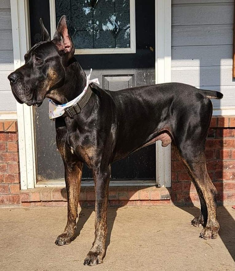 Monach's Royal Jasper @BigBirch