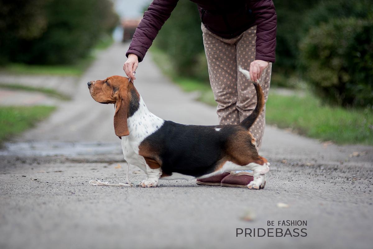 Pridebass Be Fashion