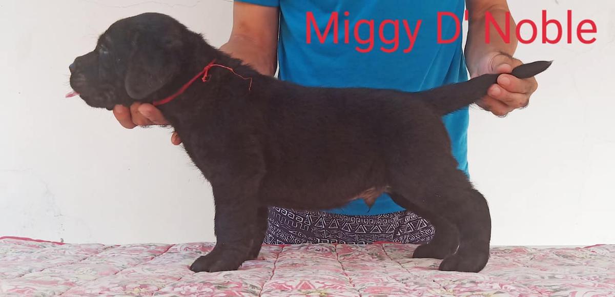 Propeta's Miggy D' Noble