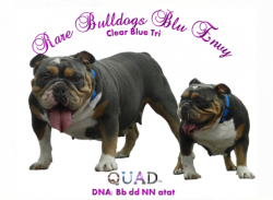 Rare Bulldogs Extreme Blue Envy