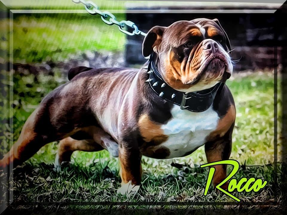 1 Bulldog Nation’s Rocco