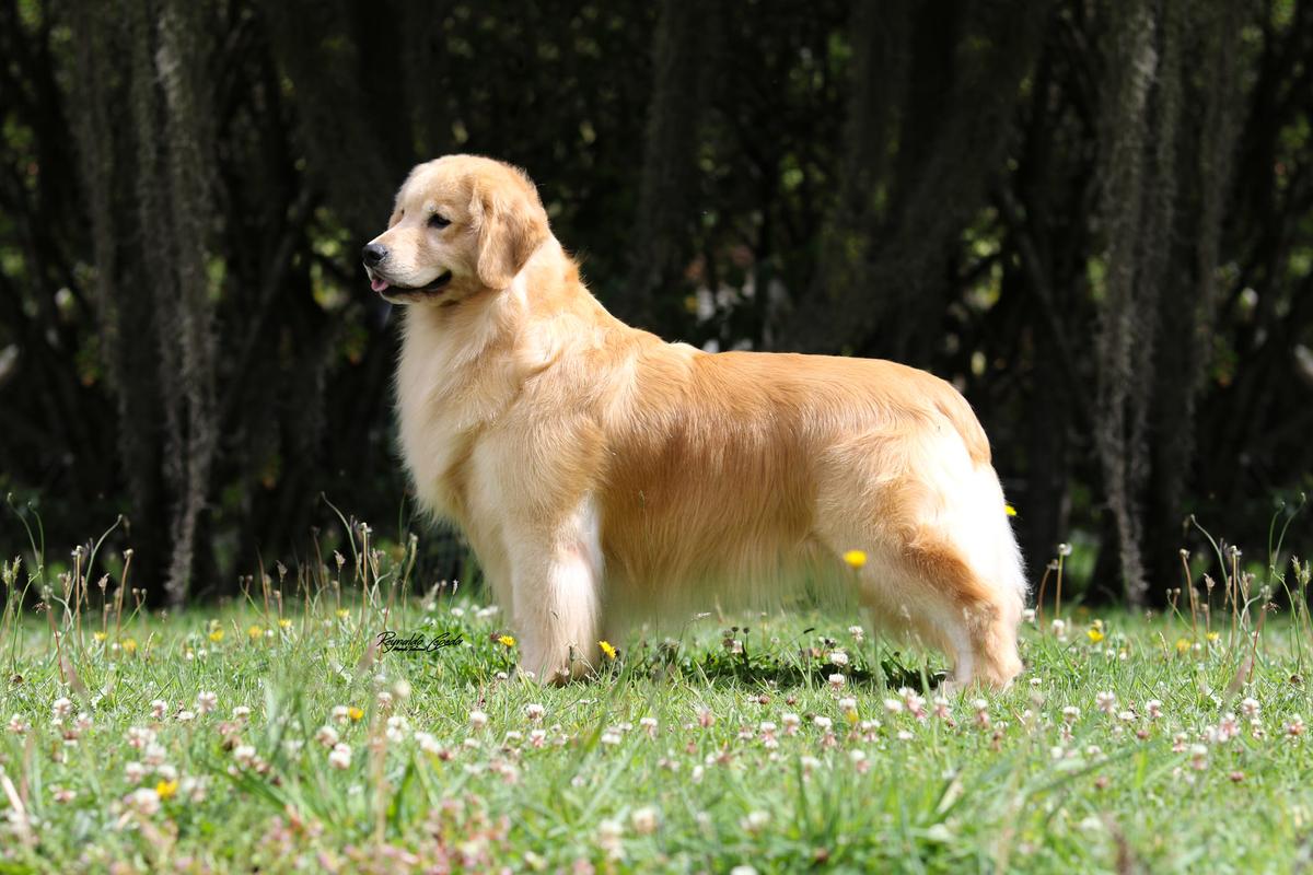 Golden San Martin Prada II