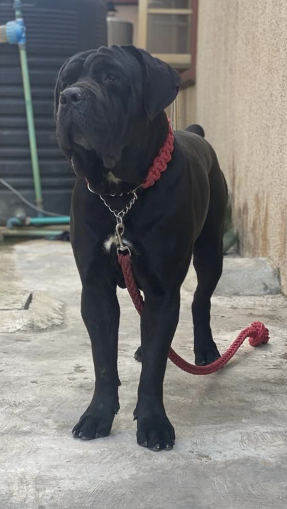 BIGGY OF WATCHERS KENNELS