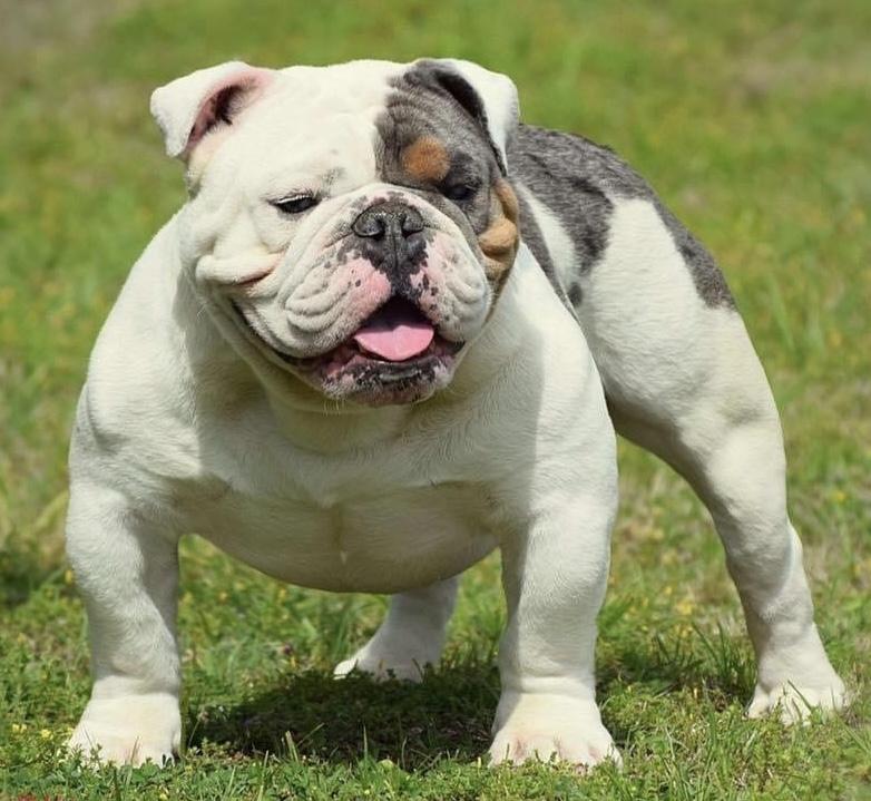 ibulldogges Remi