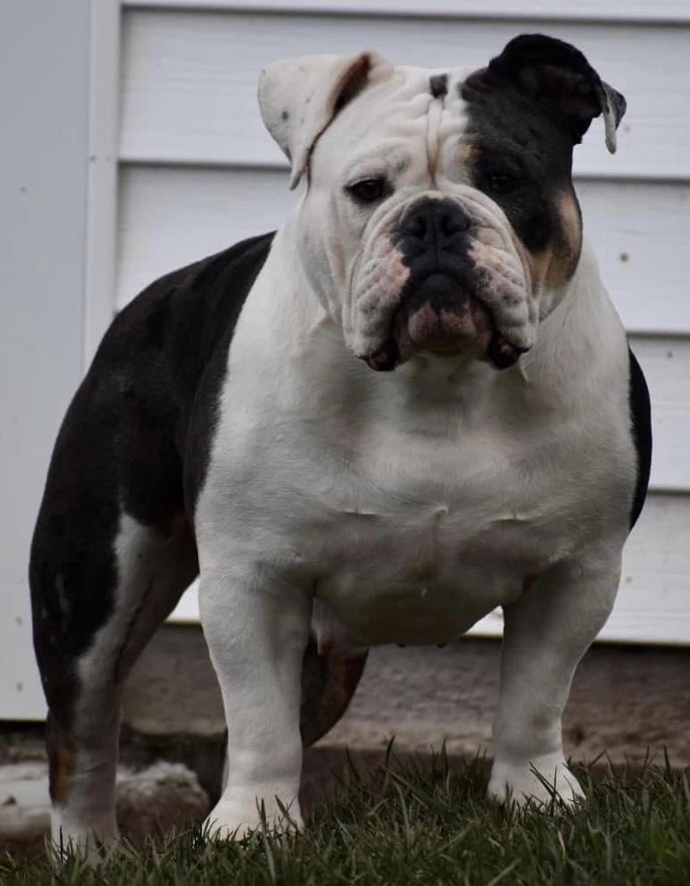 Keystone Bulldog’s Poison Ivy