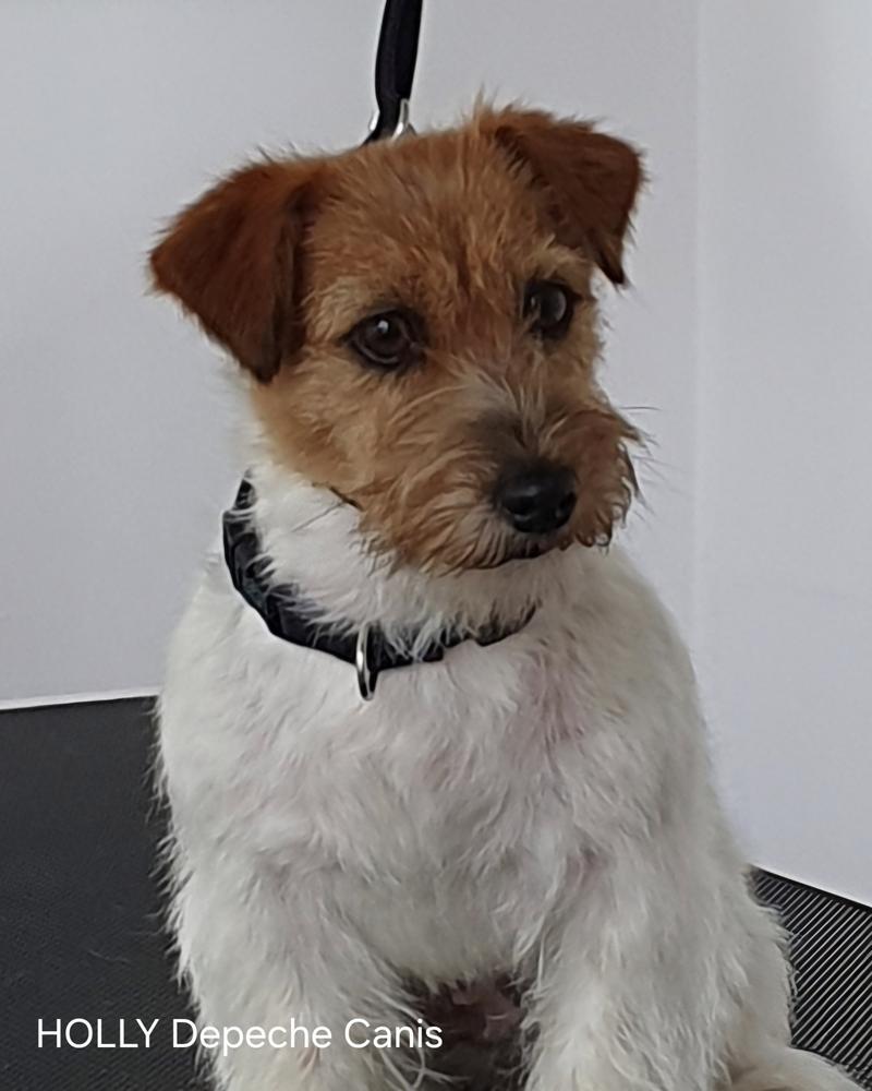 HOLLY Depeche Canis