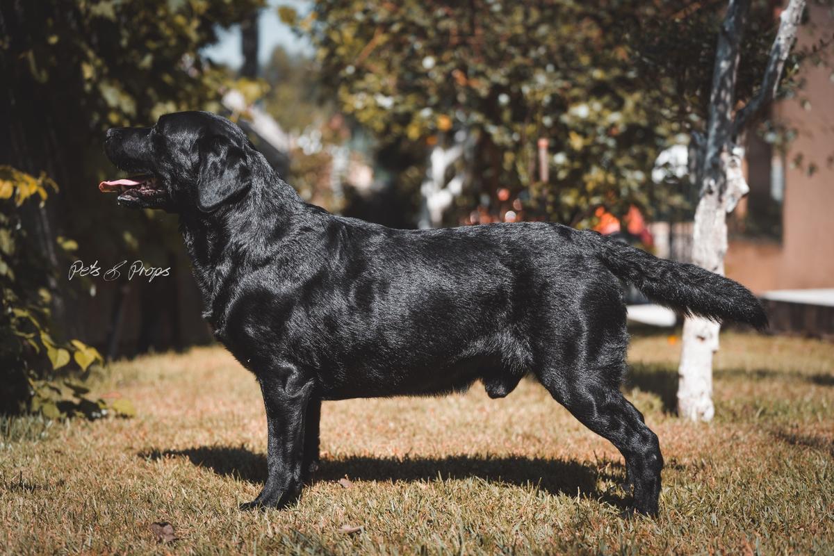 Balu F. da Quinta d'Var