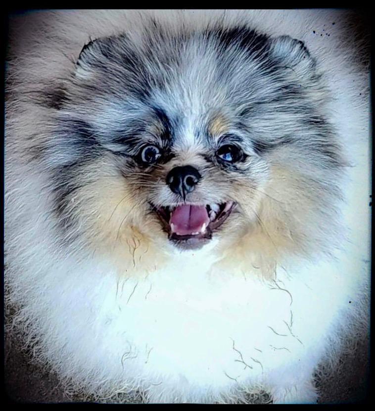 My Secret Poms Davinci@ Bei Colori