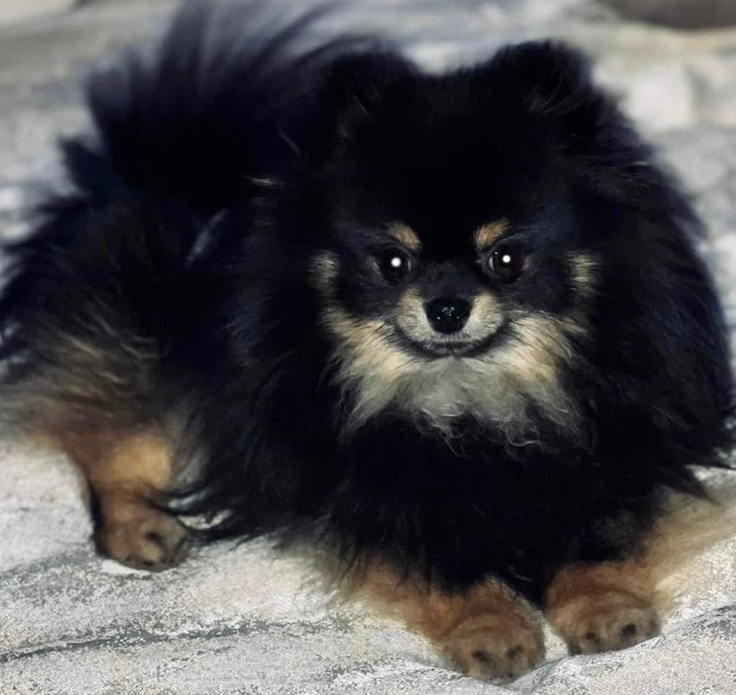 Diamond Hearts to Secret Poms A Kilo of Cuteness