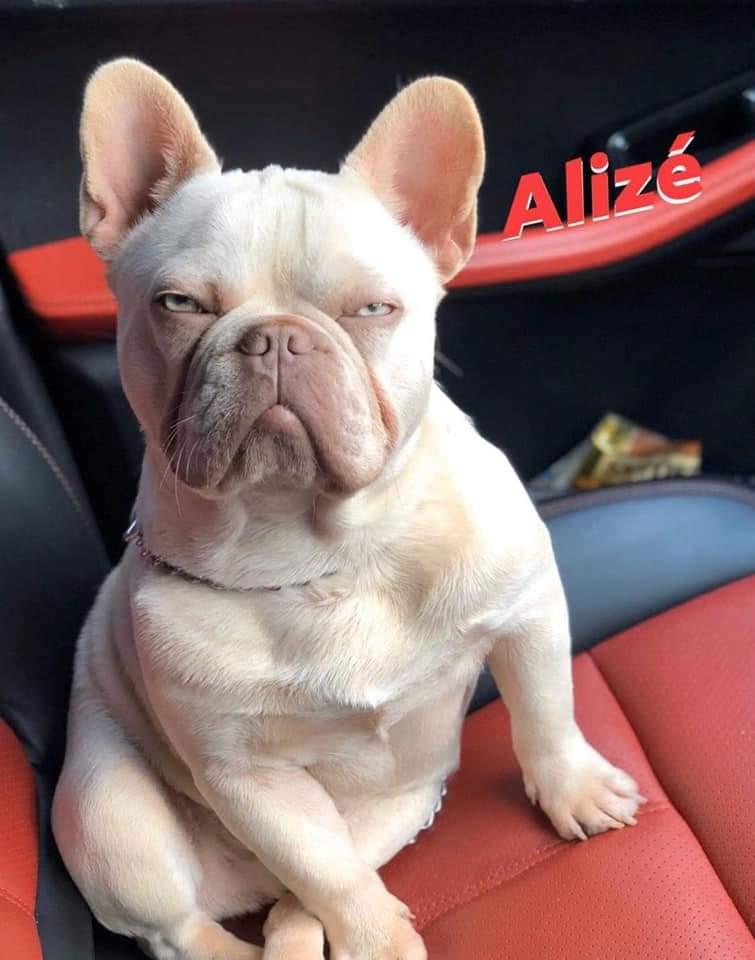 Adam Tajul's Alize
