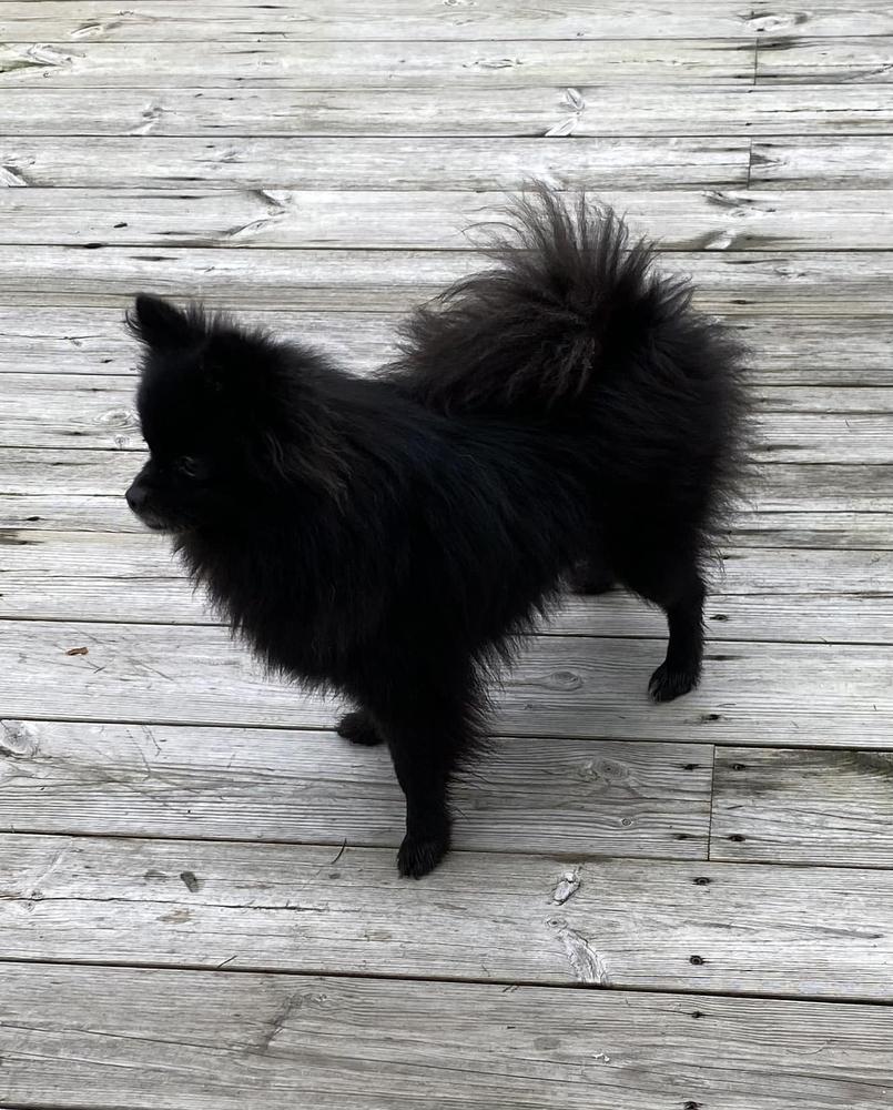 Bowpoms Lilo