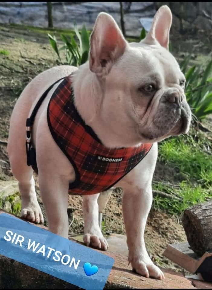 Sir Watson of Koçoğlu