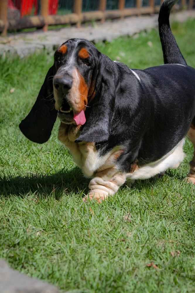 BRave Basset Bom Napoleon