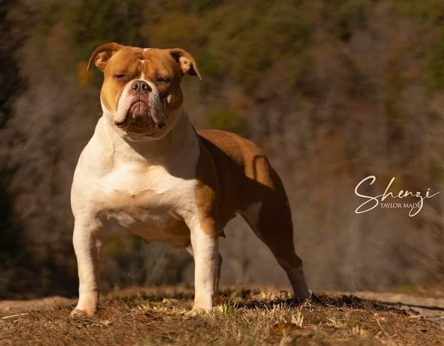 Talormade's Shenzi