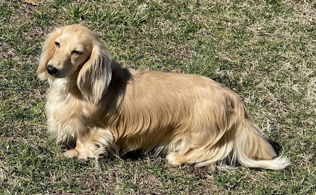 LITTLE FRAGGLE GRENDOX CASANOVA ML