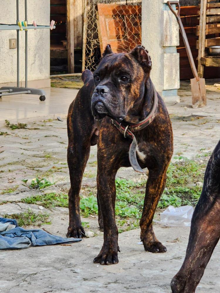 ZEUS of ABS Farm