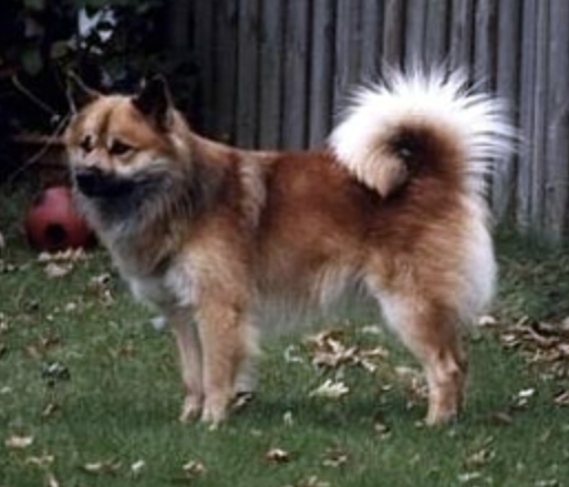 Grímur frá Fuglatorgi