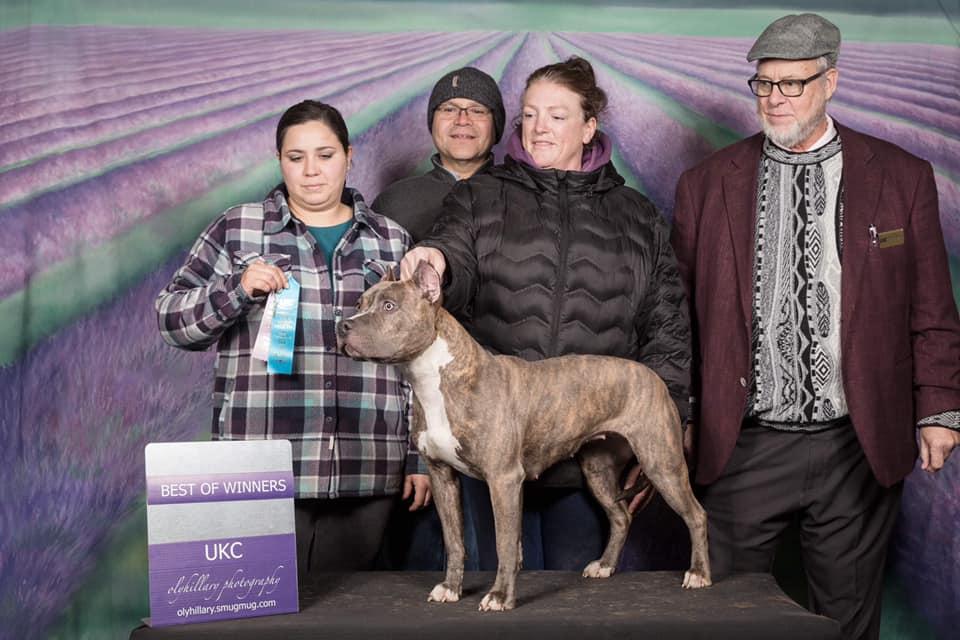 BARTIN'S BLUE BRINDLE TORNADO
