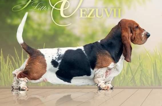 VEZUVII PARADISA