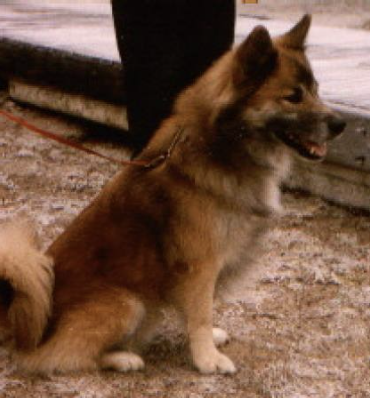 Ängens Sindri