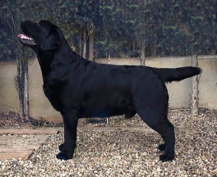 Perros de Sant Johns Black Republican
