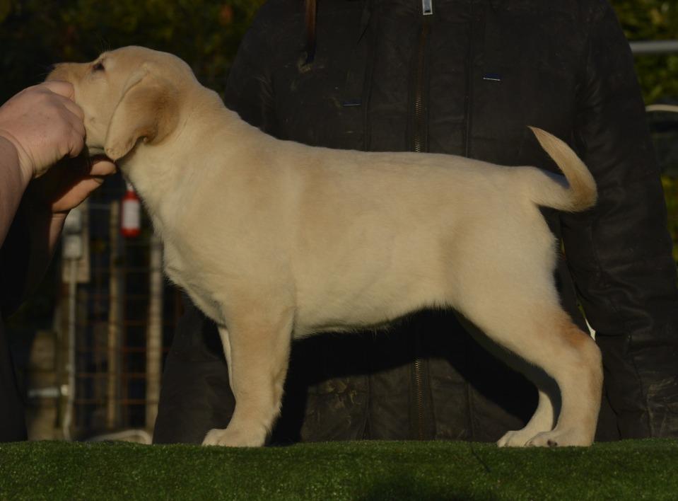 Lord Scott's BlackSheep Lux