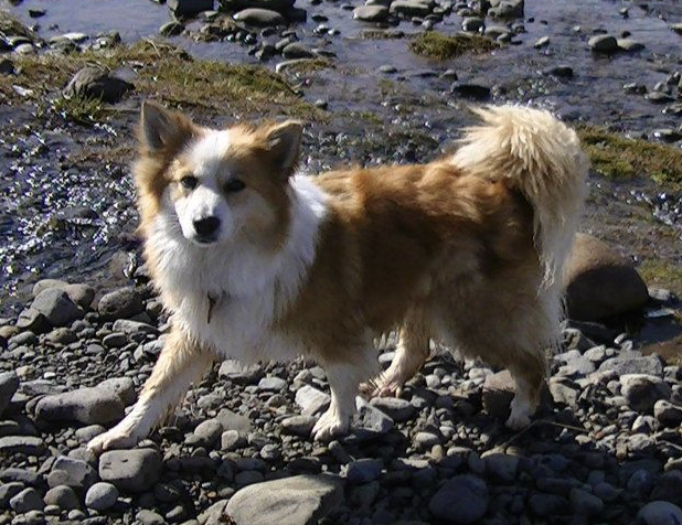 Kirkjufells Kleopatra