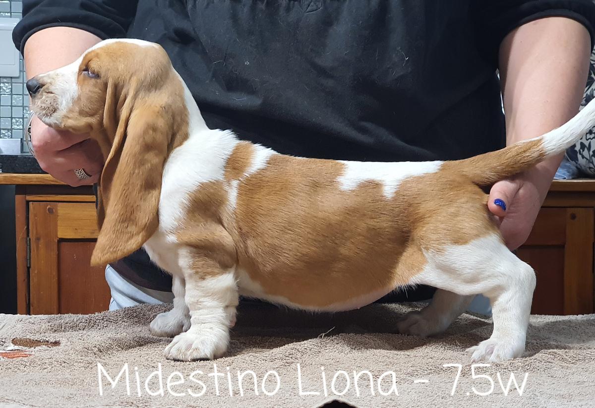 Midestino Liona