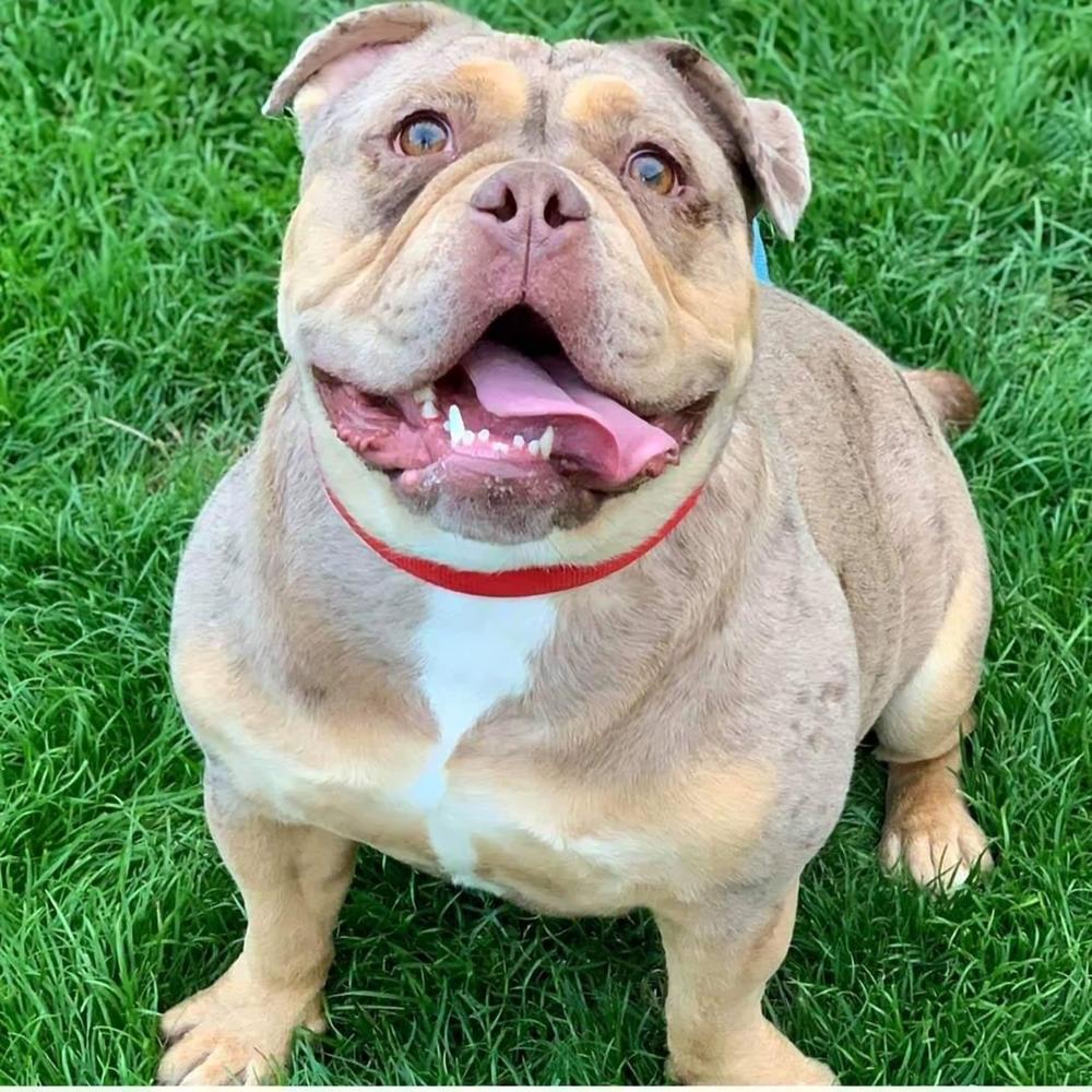 Ttofaz Bullyz Winnie