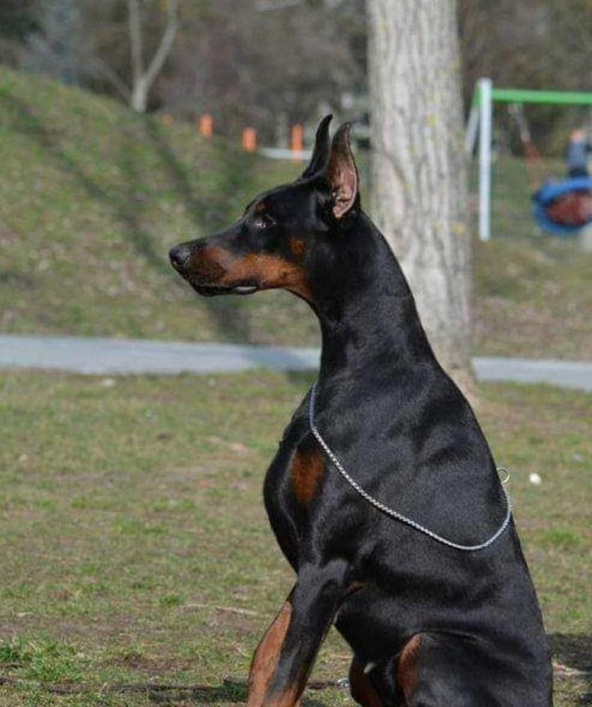 OCEANA Tirana