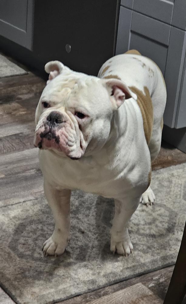 Deep South Bulldogs 'Xander
